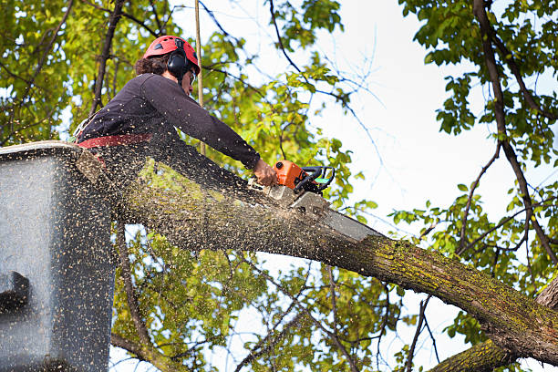 How Our Tree Care Process Works  in  Daleville, IN